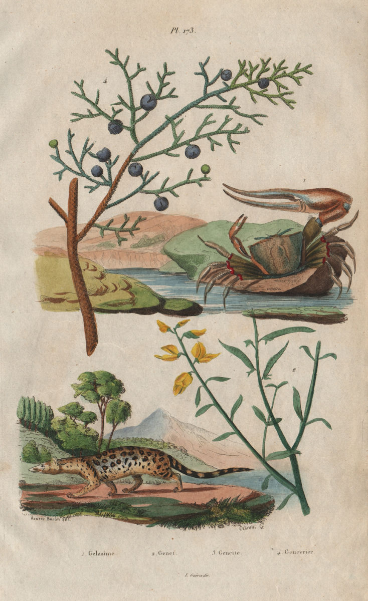 Gelasime (long-fingered fiddler crab). Genista germanica. Genet. Juniper 1833